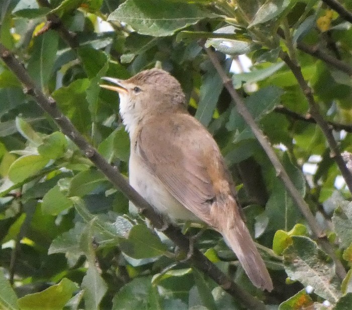 Reed Warbler