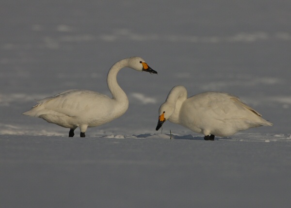 Bewick's Swan