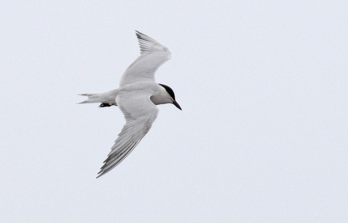 Gull-billed Tern