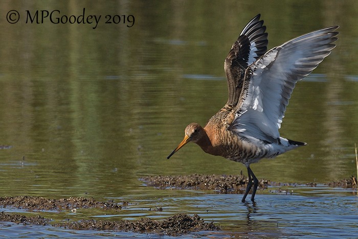 Black-tailed Godwit