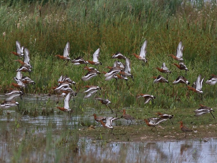 Black-tailed Godwit