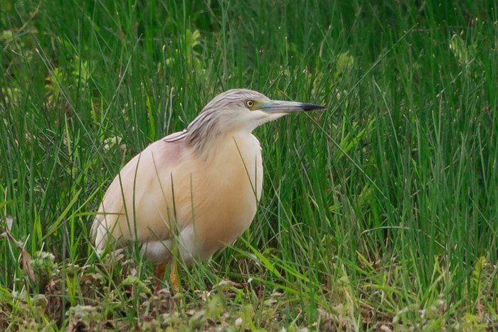Squacco Heron