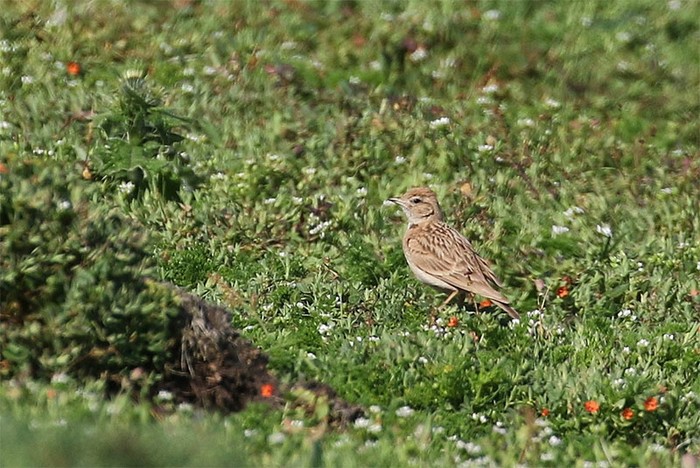 Short-toed Lark