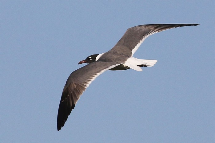 Laughing Gull