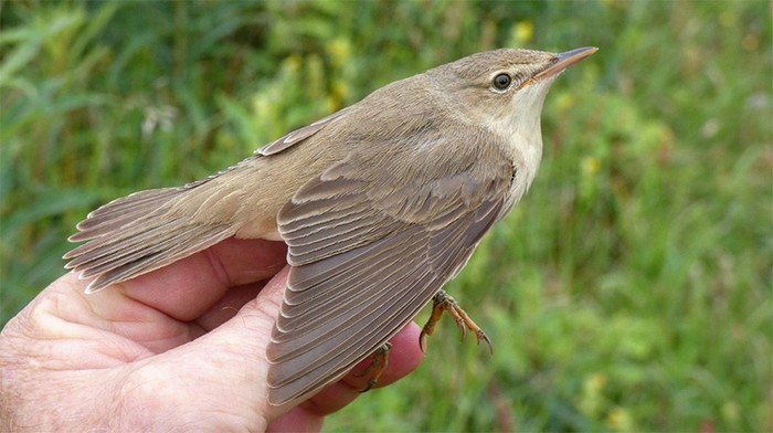 Marsh Warbler