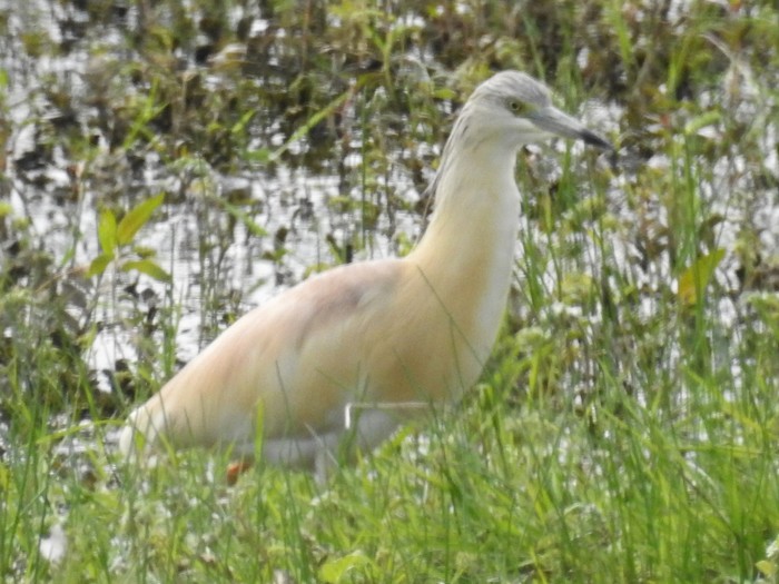 Squacco Heron