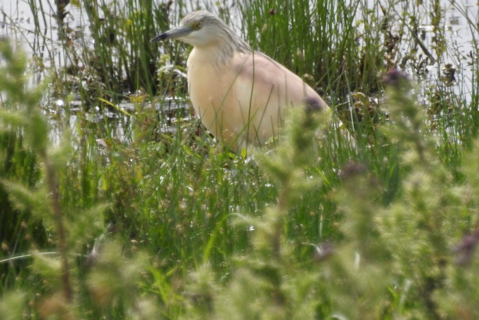 Squacco Heron