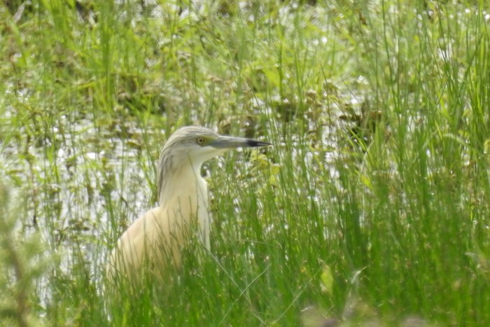 Squacco Heron