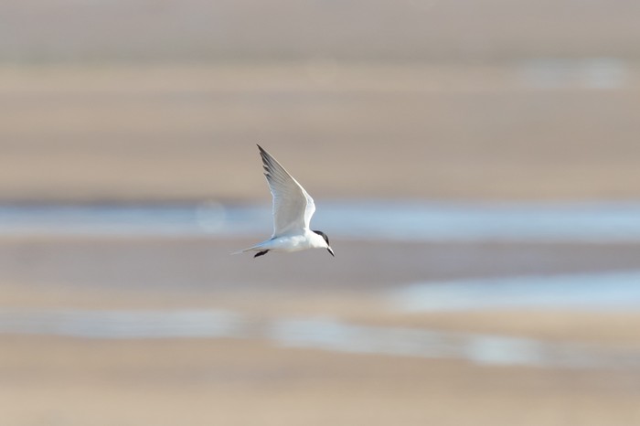 Gull-billed Tern