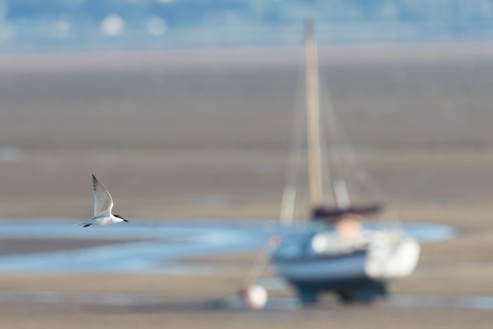 Gull-billed Tern