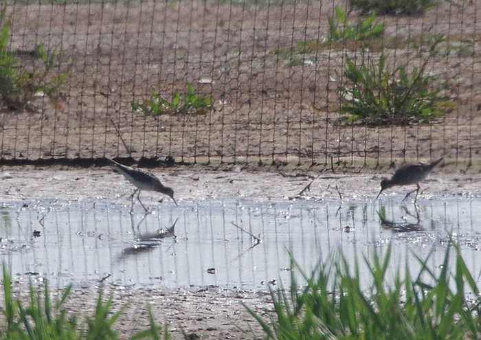 Lesser Yellowlegs