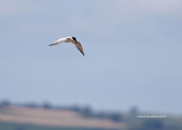 Gull-billed Tern