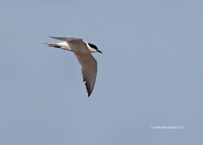 Gull-billed Tern
