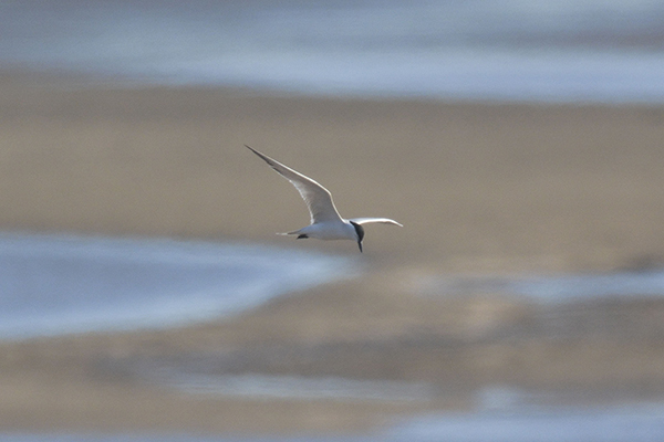 Gull-billed Tern