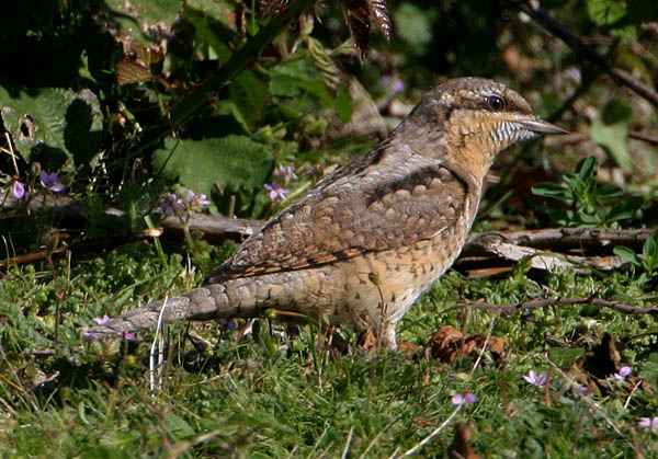 Wryneck