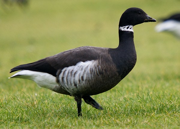 Black Brant