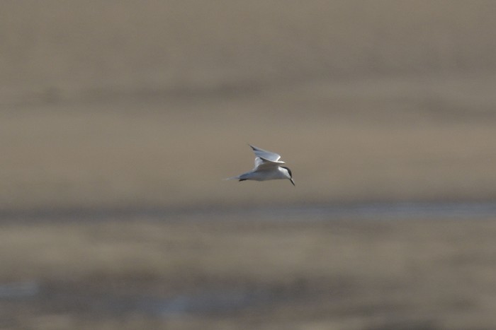 Gull-billed Tern