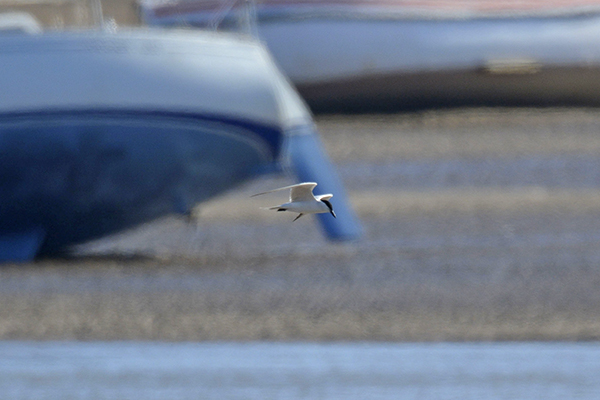 Gull-billed Tern