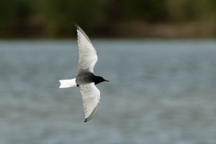 White-winged Black Tern