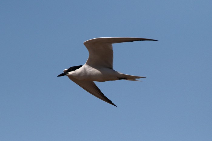 Gull-billed Tern