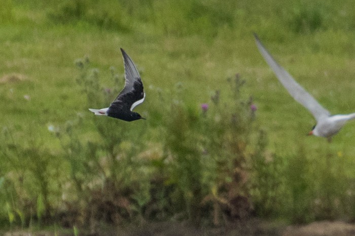 White-winged Black Tern