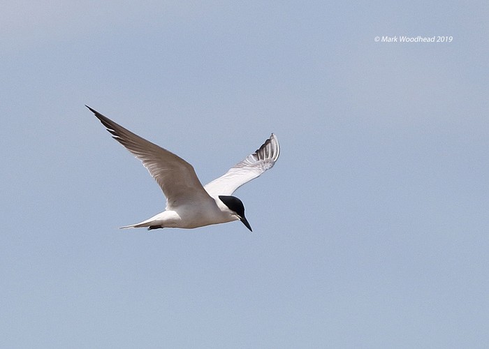 Gull-billed Tern