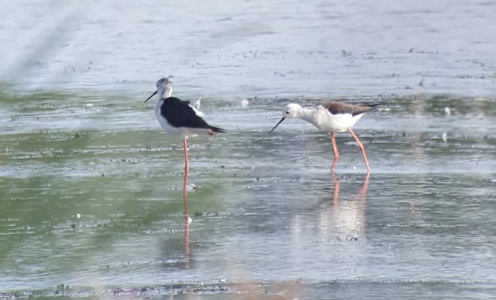 Black-winged Stilt