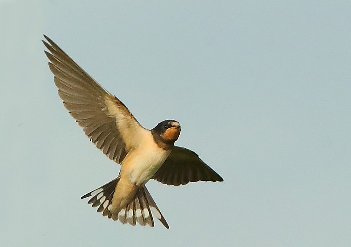 Swallow