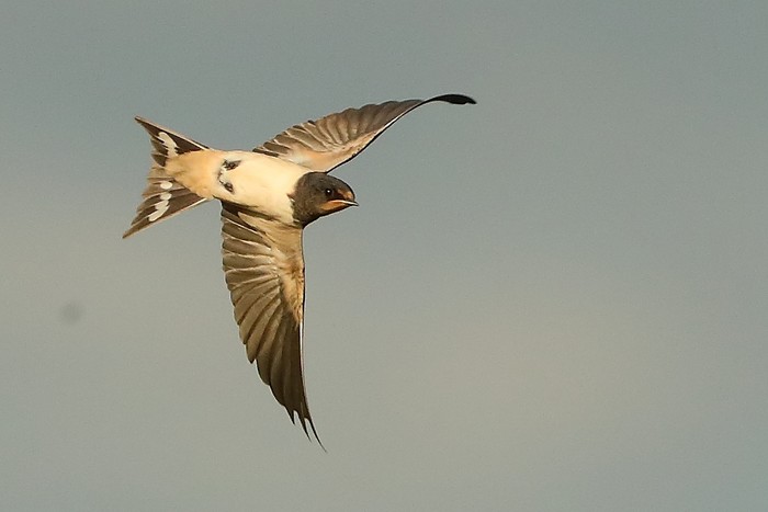 Swallow