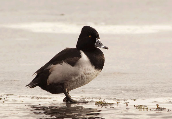 Ring-necked Duck