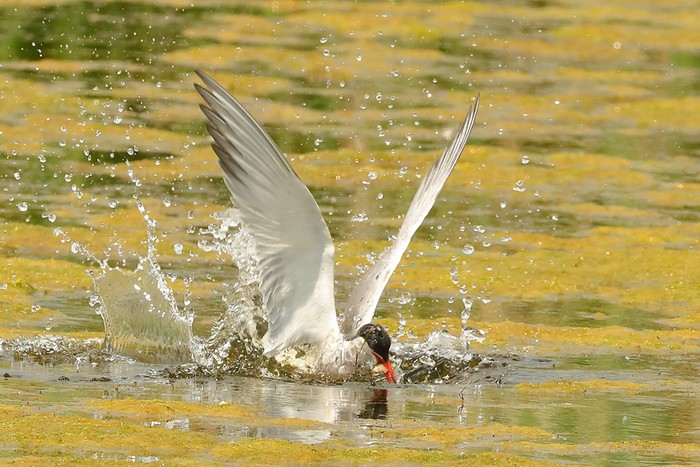 Common Tern