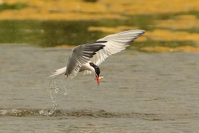 Common Tern