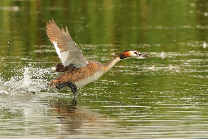 Great Crested Grebe