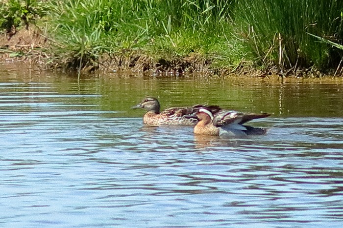 Garganey