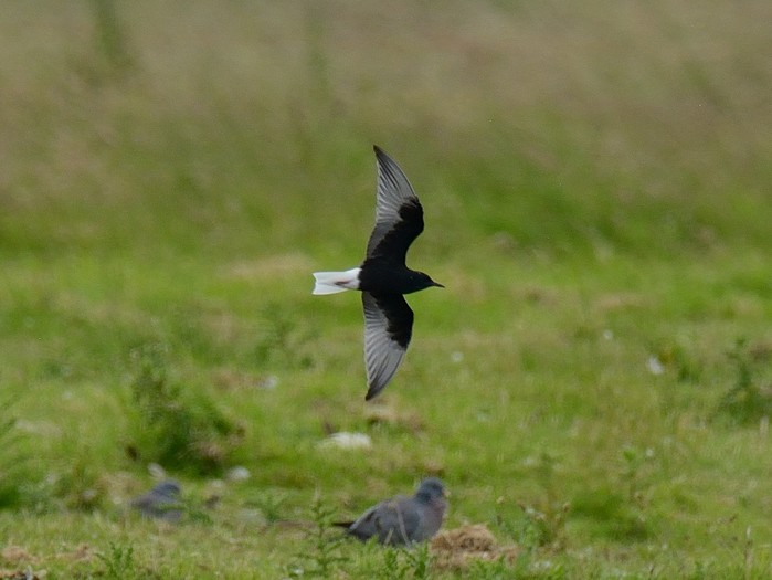 White-winged Black Tern