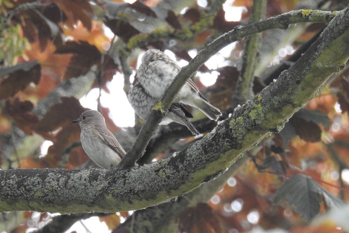 Spotted Flycatcher