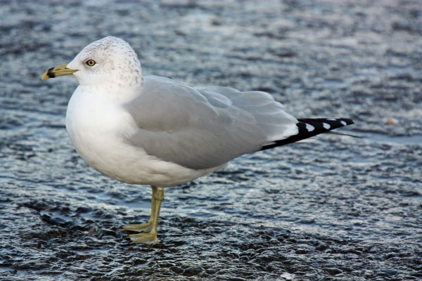 Ring-billed Gull