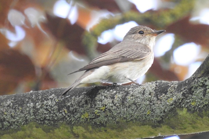 Spotted Flycatcher