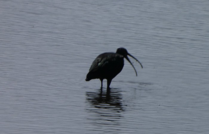 Glossy Ibis