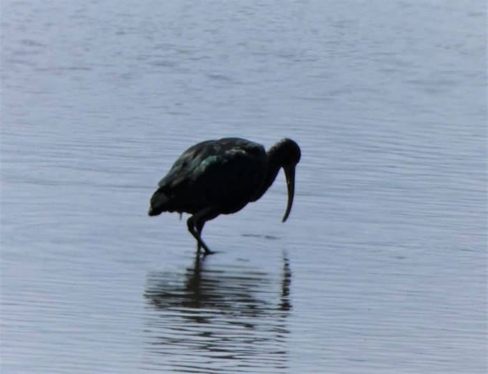 Glossy Ibis