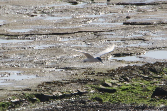 Gull-billed Tern