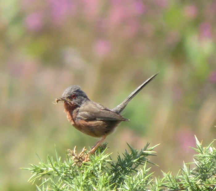 Dartford Warbler