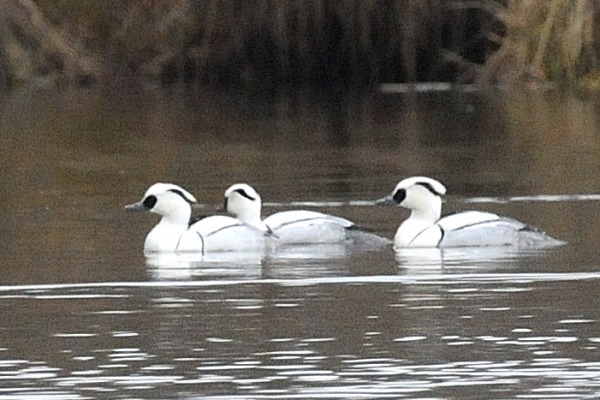 Smew