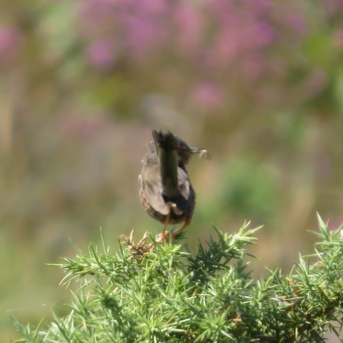 Dartford Warbler