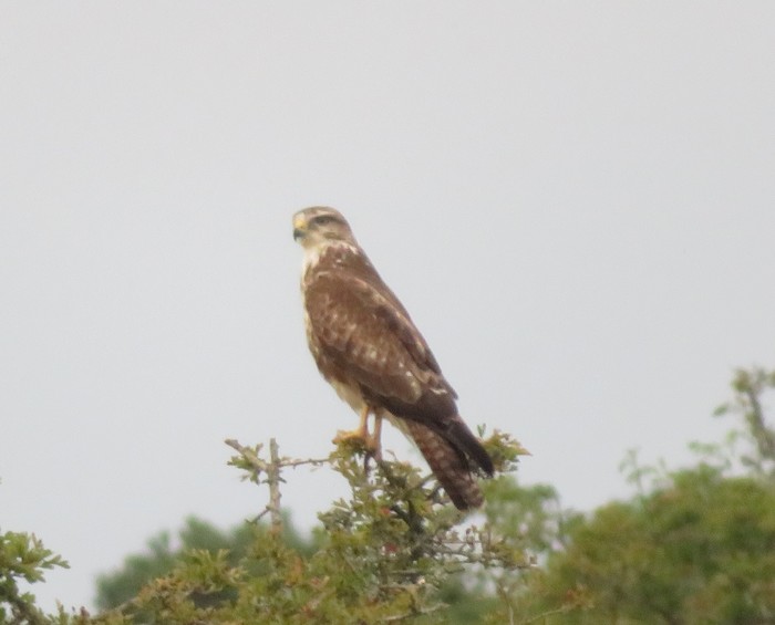 buzzard 