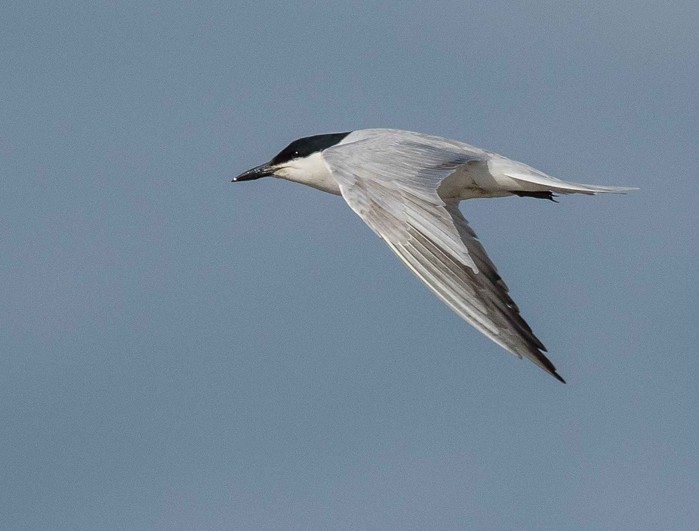 Gull-billed Tern