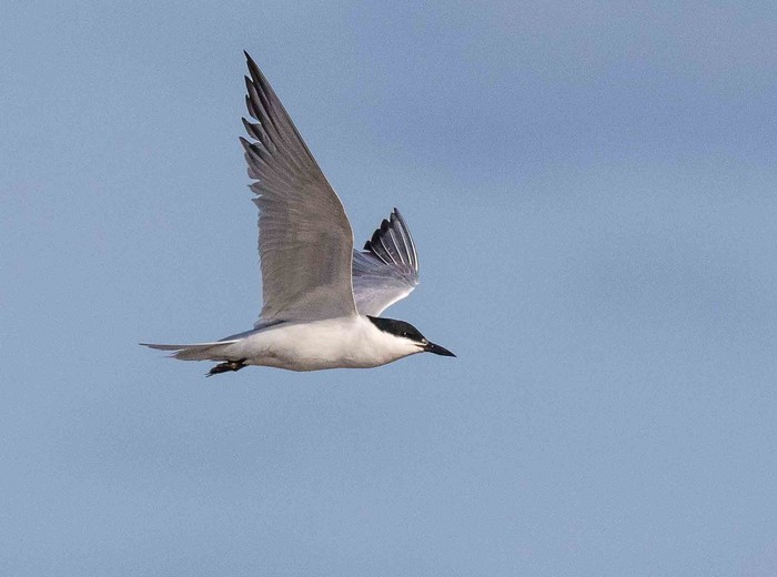 Gull-billed Tern