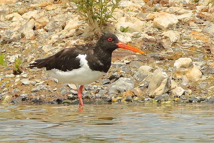Oystercatcher