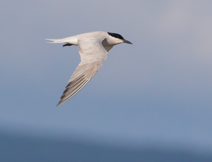 Gull-billed Tern