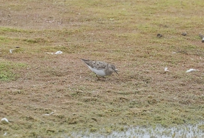 Temminck's Stint